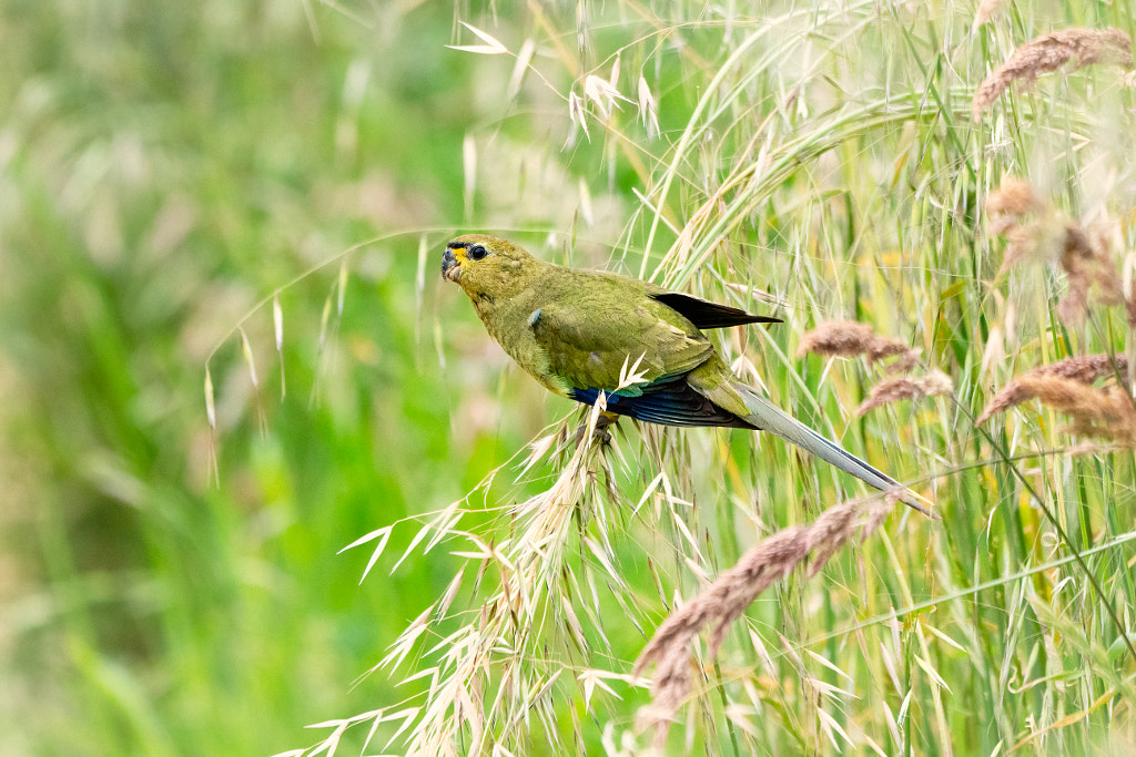 Koolyidarang by Paul Amyes on 500px.com