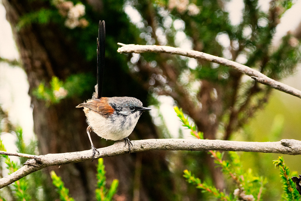 Djoordjilya by Paul Amyes on 500px.com