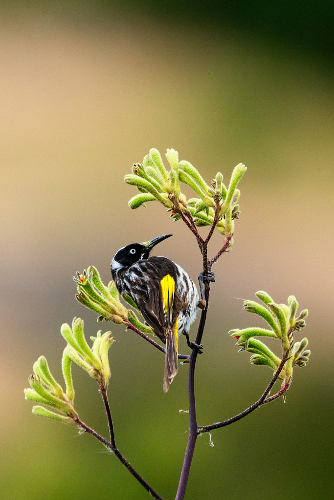 Bandiny. by Paul Amyes on 500px.com