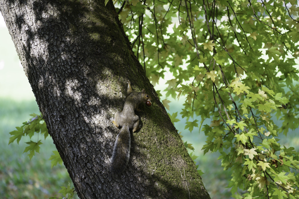 Squirrel with horse chestnut in the Monza park by Claudio G. Colombo on 500px.com