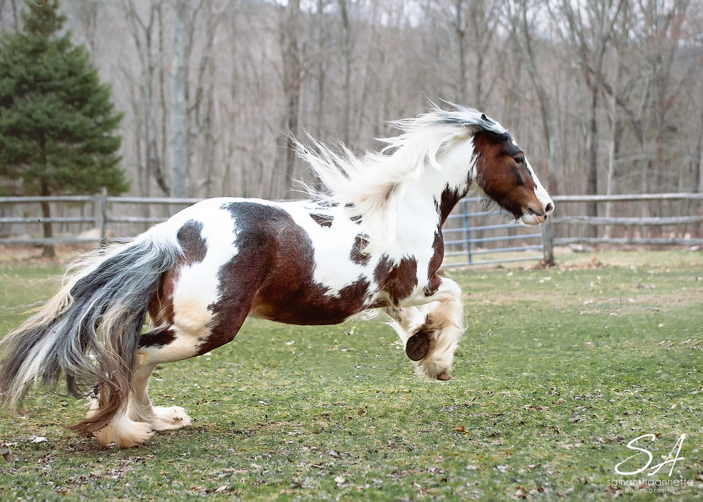 Gypsy Vanner Horse  - The Majestic Beauty of the Top 25 Most Beautiful Horses on Planet Earth - Horse Gallop Paddock Galloping Running 