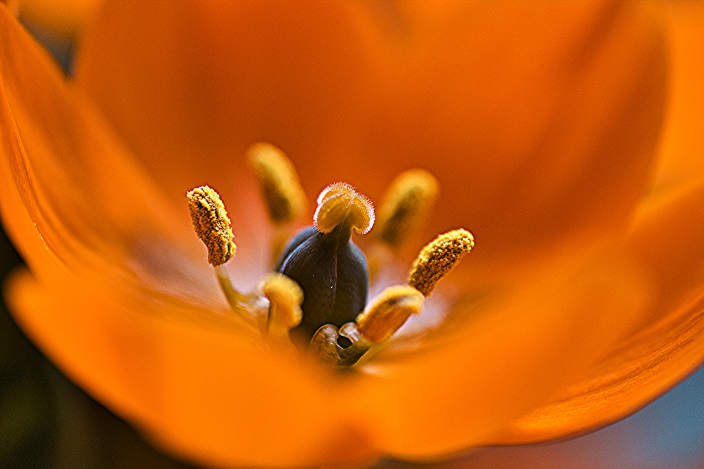 Closeup of orange flower by Henry Hensel / 500px