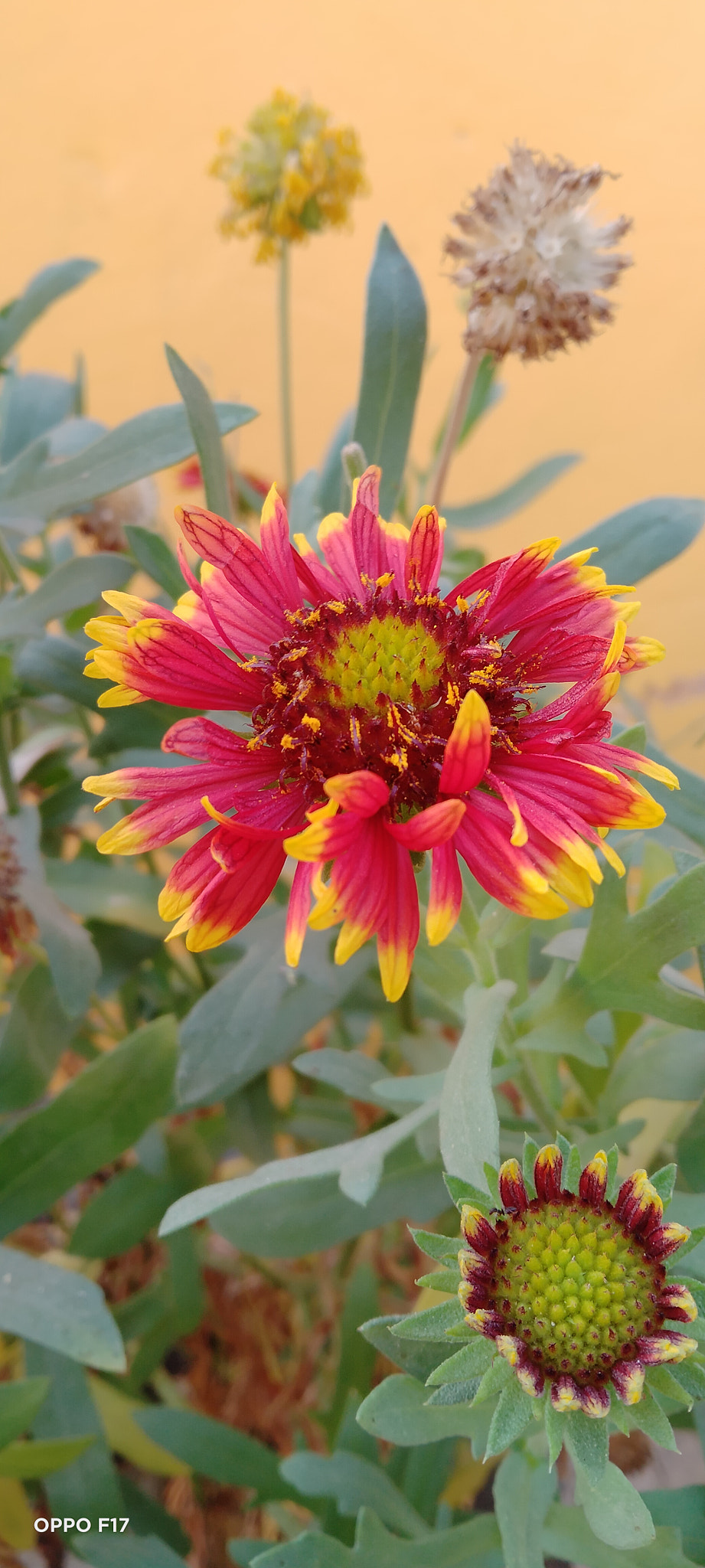 Freshness of Flowers