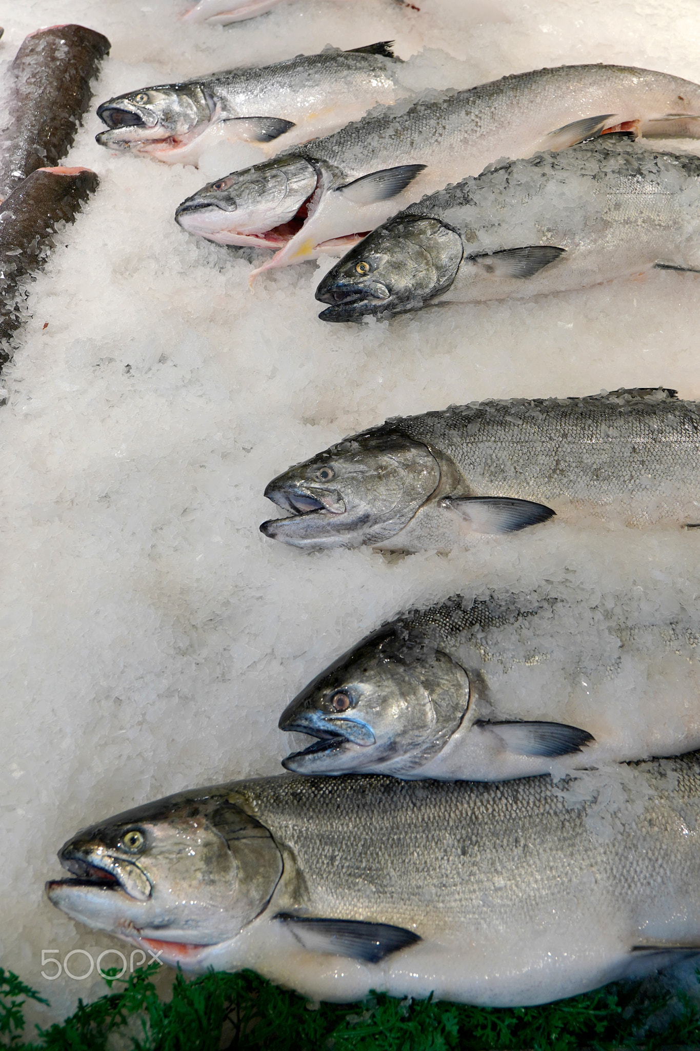 Fresh King Salmon on ice in a fish market