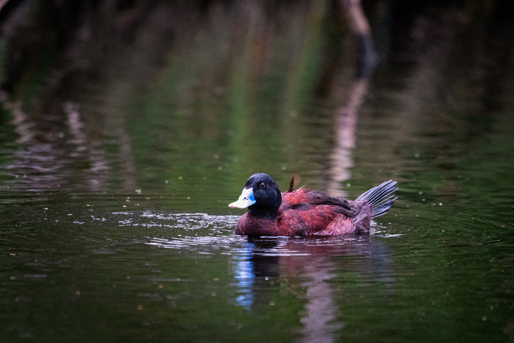 Boodoo by Paul Amyes on 500px.com