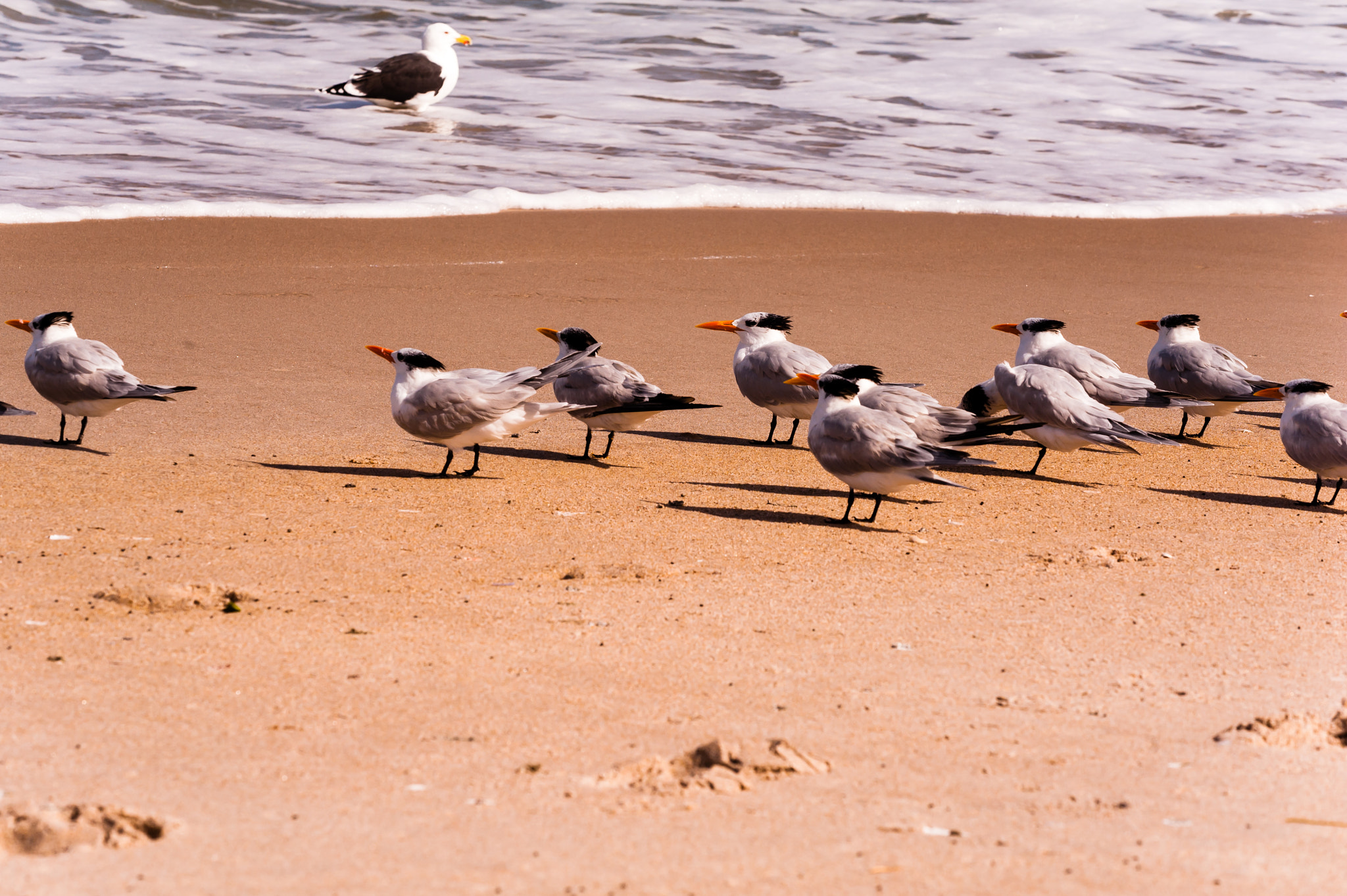 Nikon D700 + Sigma 150mm F2.8 EX DG Macro HSM sample photo. Time to fly home photography