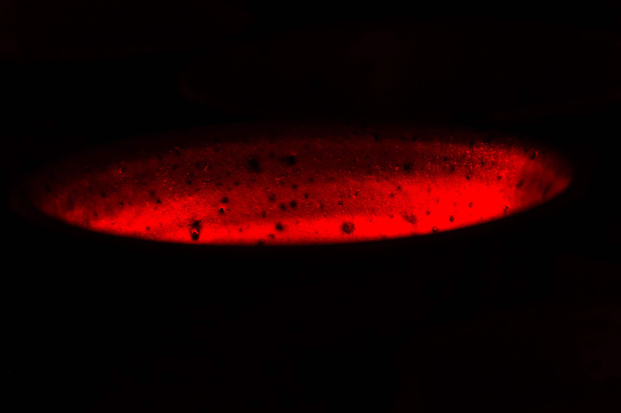 Sigma 150mm F2.8 EX DG Macro HSM sample photo. Time for tea photography