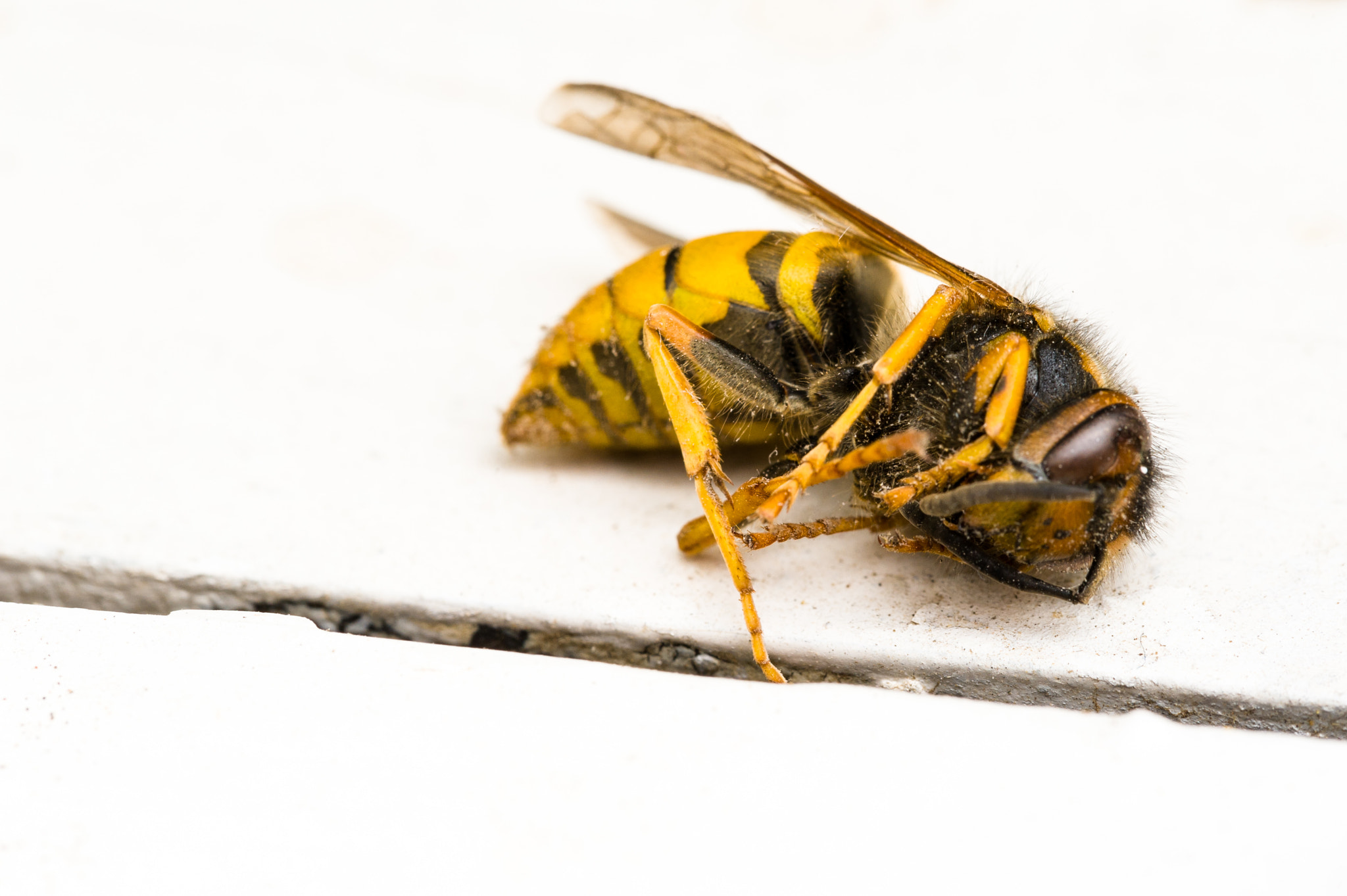 Sigma 150mm F2.8 EX DG Macro HSM sample photo. Dessicated photography