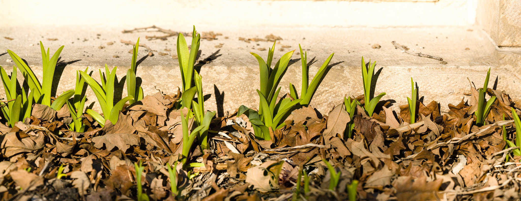 Sigma 150mm F2.8 EX DG Macro HSM sample photo. Springing forth photography
