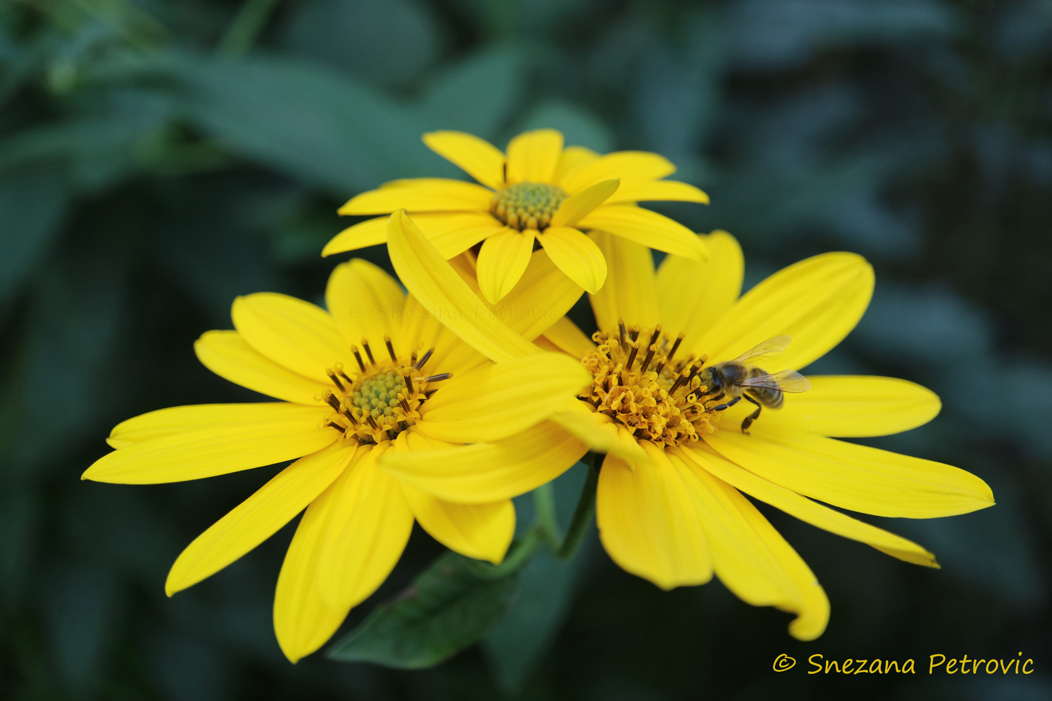 Bee On Yellow Jerusalem Artichoke Flowers by Snezana Petrovic / 500px