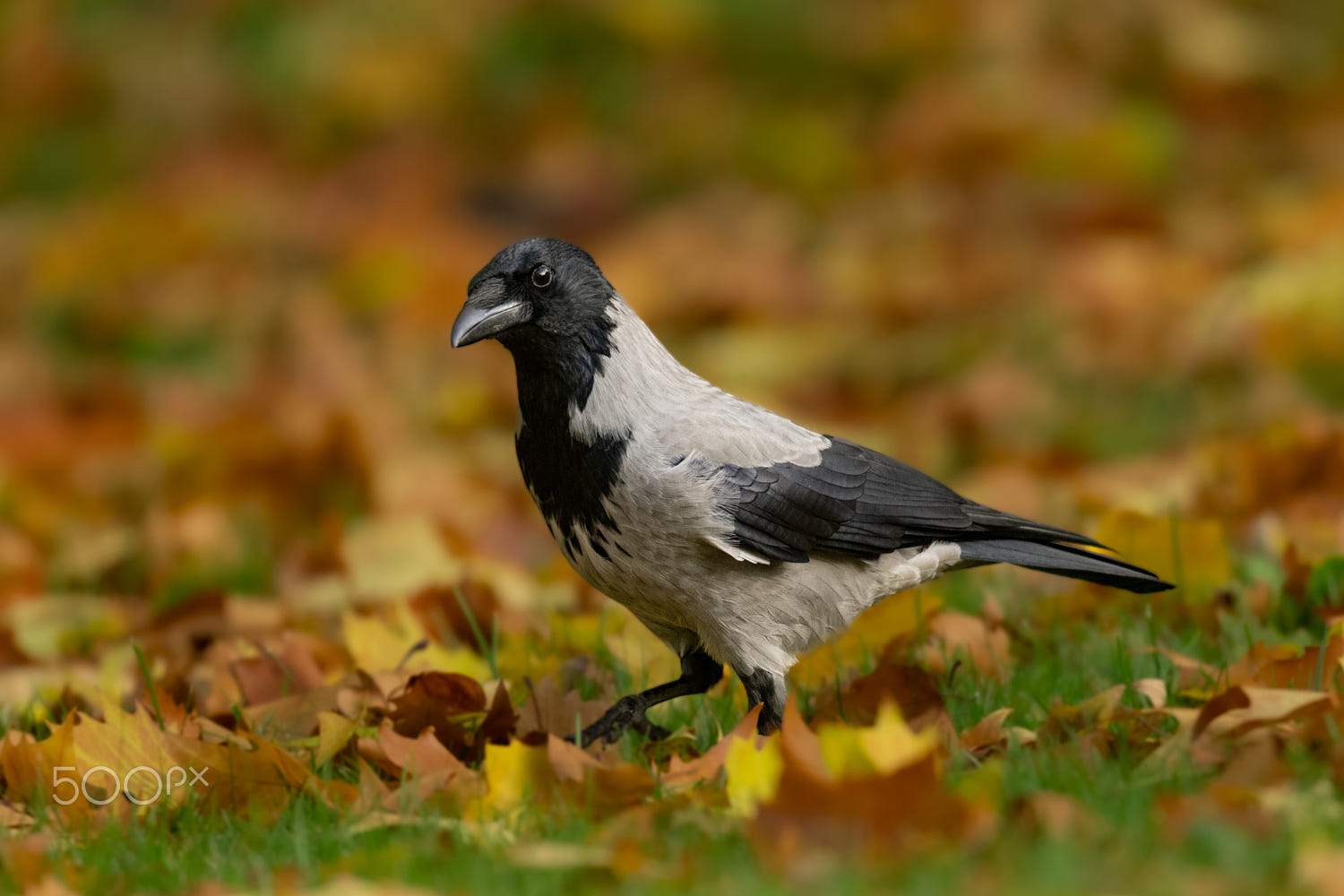Bonte Kraai By Adriaan Franssen 500px