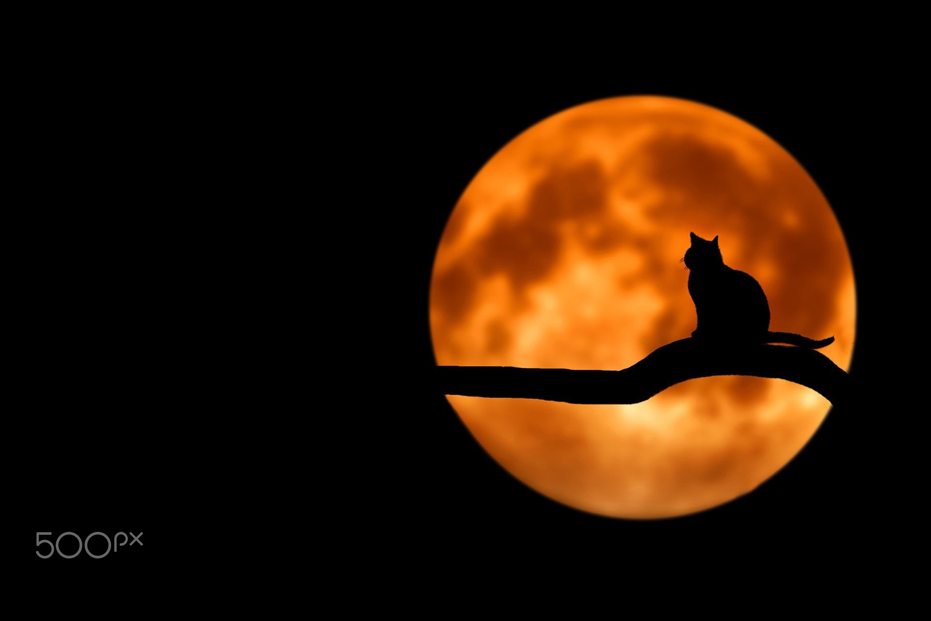 Cat Shadow