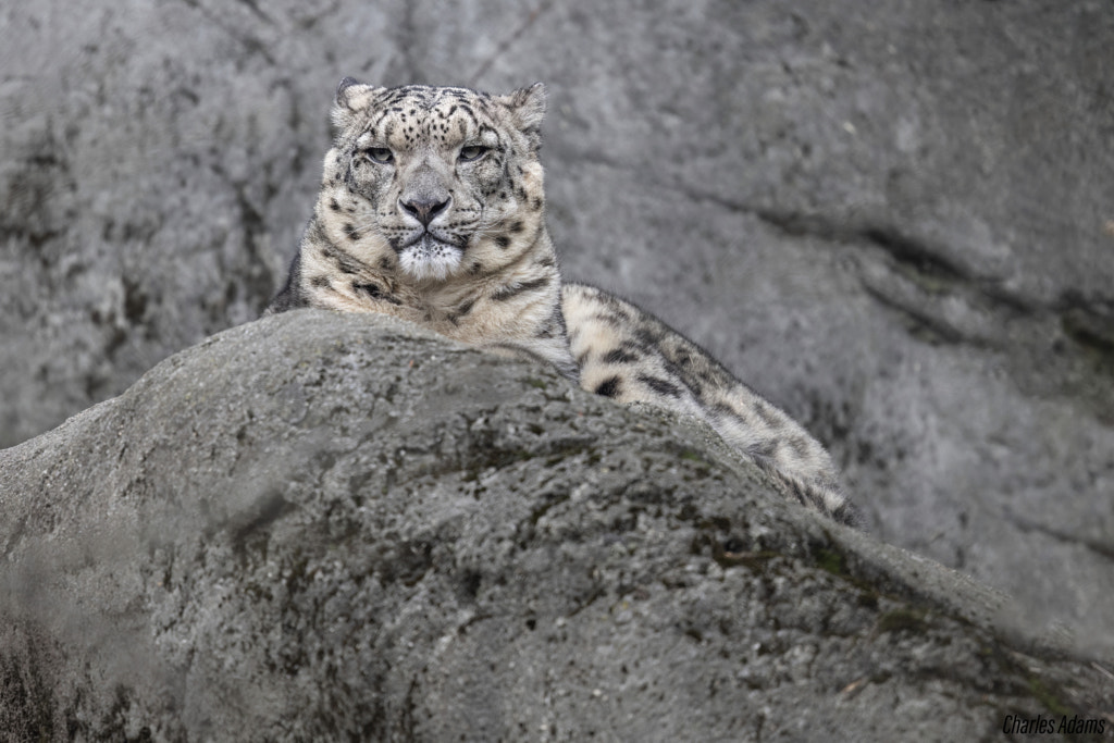 Snow Leopard Blending In by Charles Adams / 500px