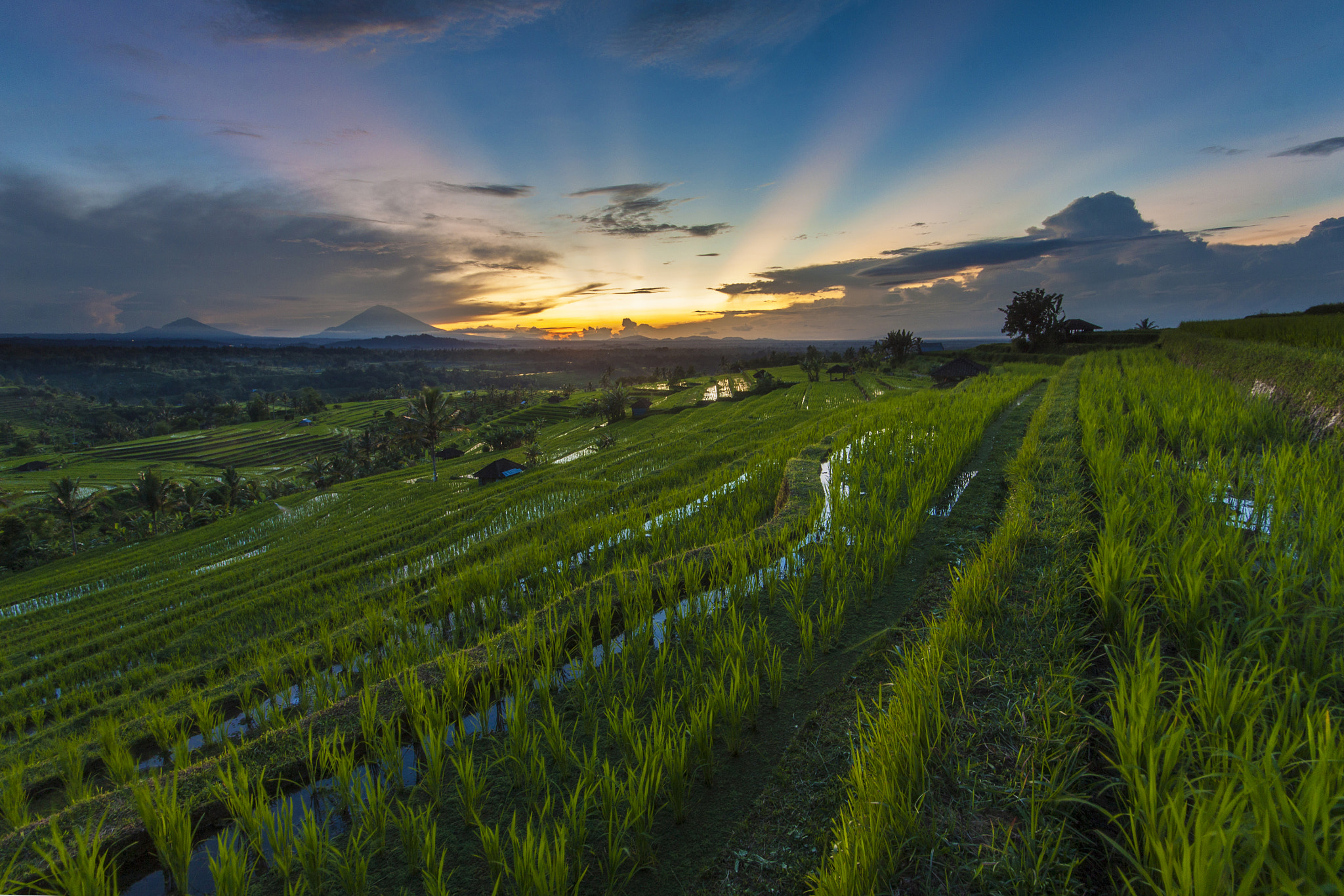 Sweet Rays