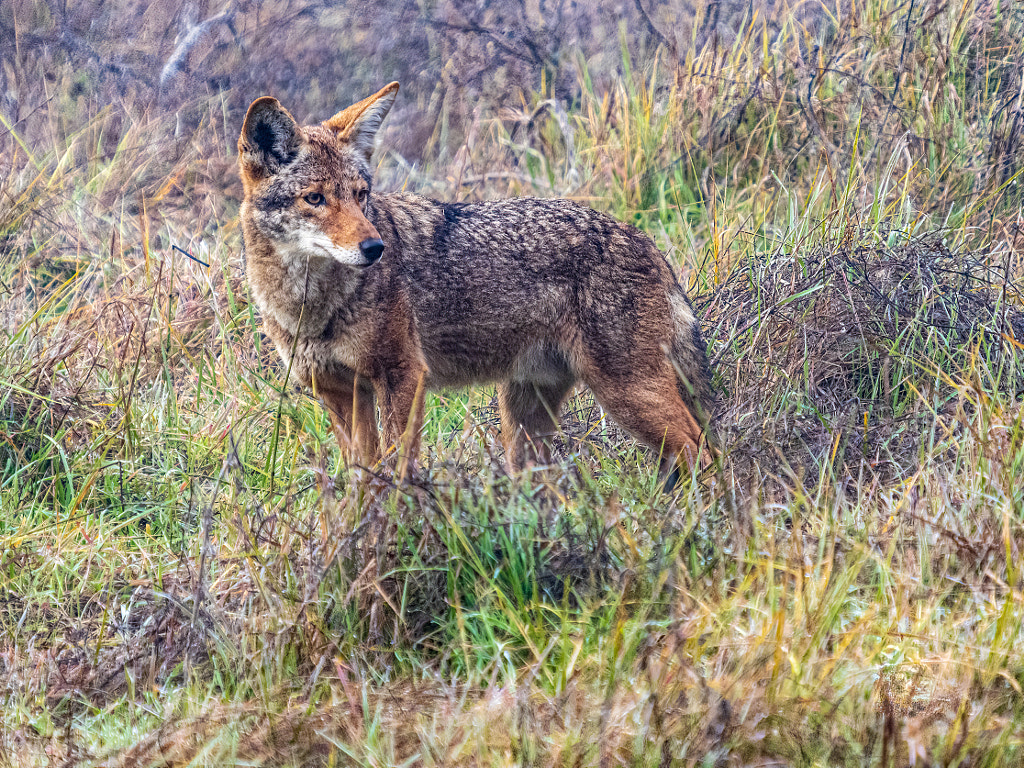 Coyote-3 by Steve R / 500px