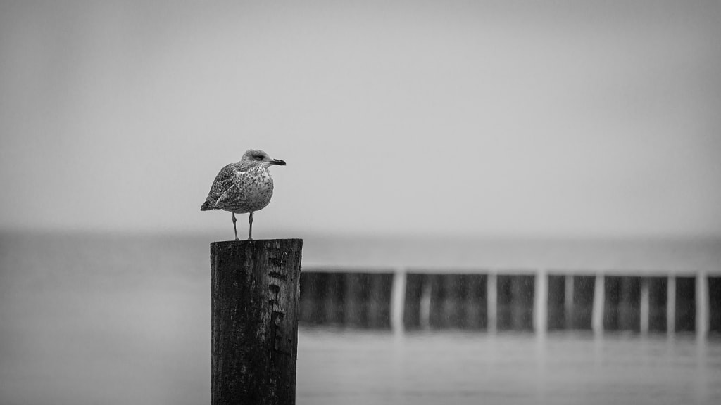 Möwe im Regen by Dirk van Pea / 500px