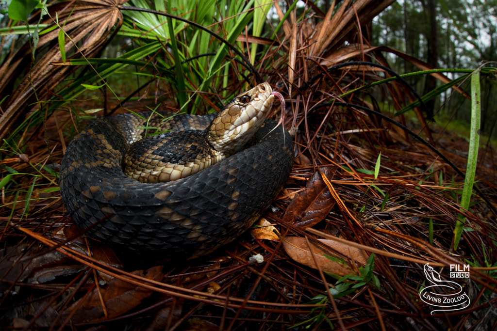 Florida cottonmouth (Agkistrodon conanti) by Living Zoology / 500px