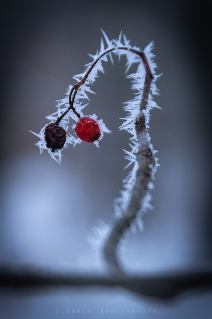 December impressions III - Spiked armor by Klemens Effenberger / 500px