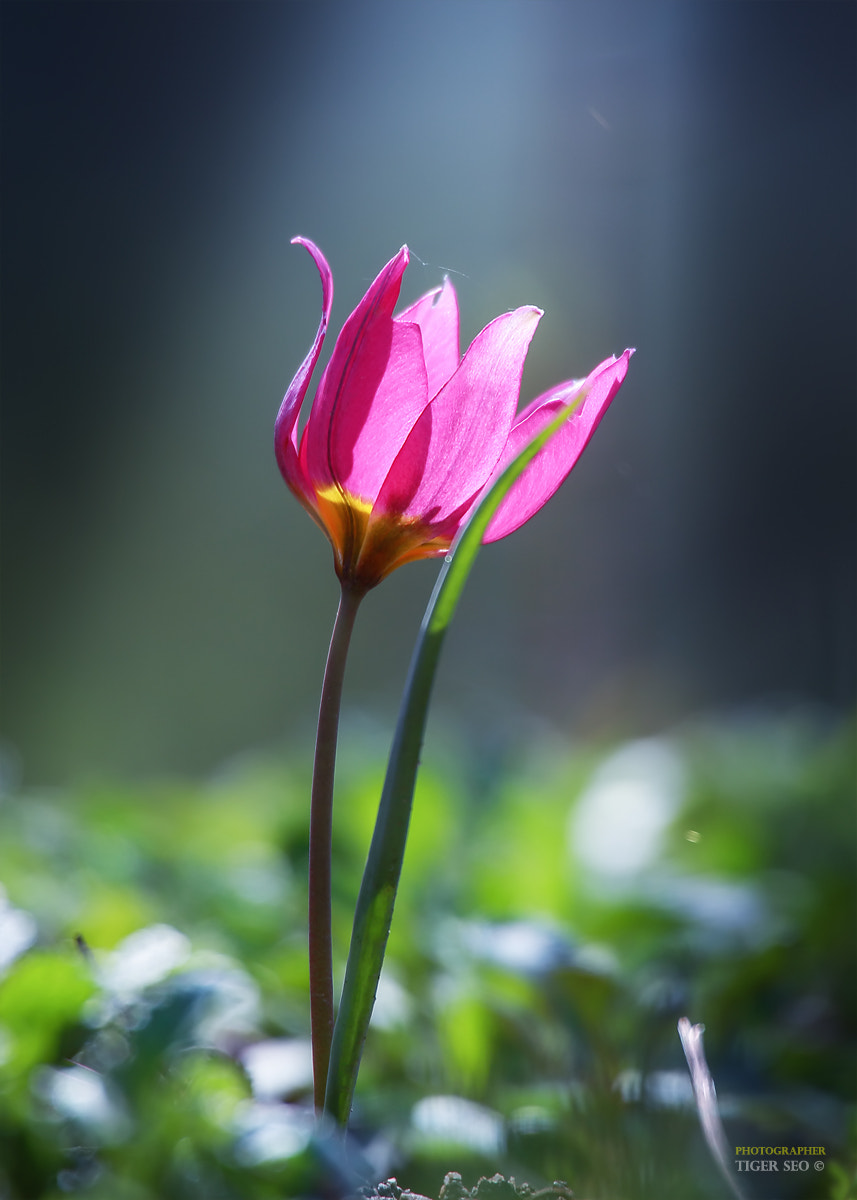 Spotlight on a tiny tulip