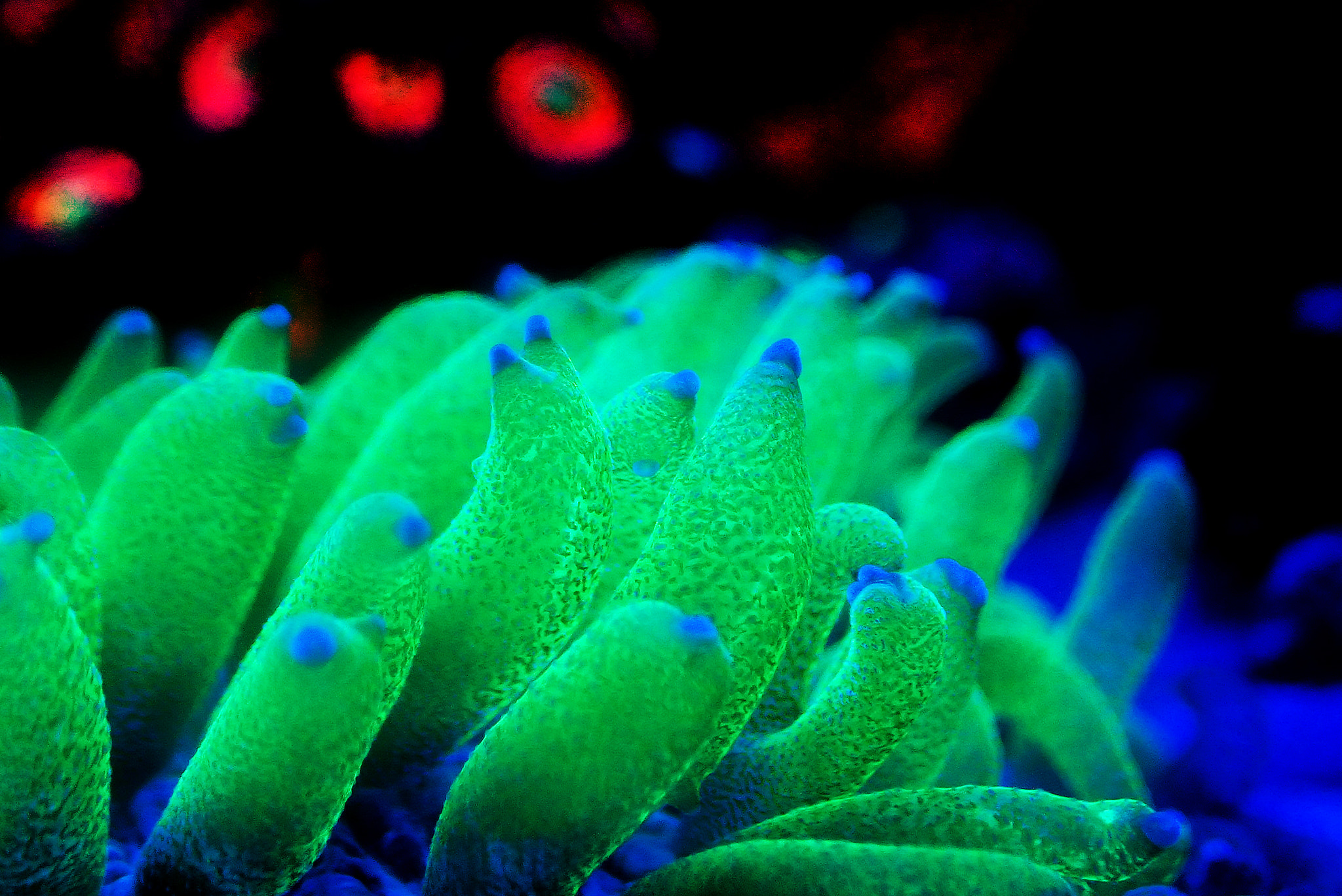 Fungia - Plate LPS coral macro photography in reef aquarium tank