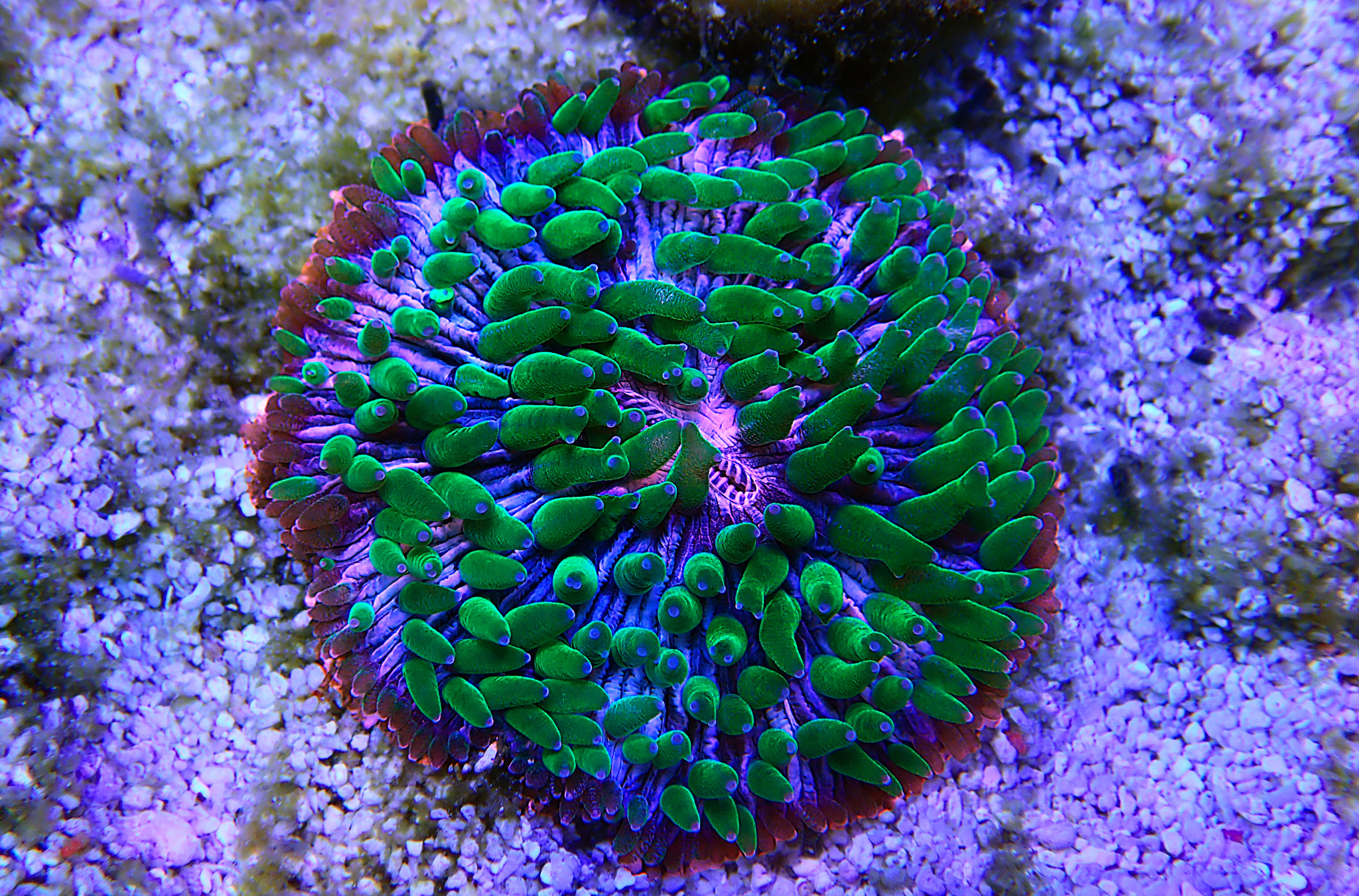 Fungia - Plate LPS coral macro photography in reef aquarium tank