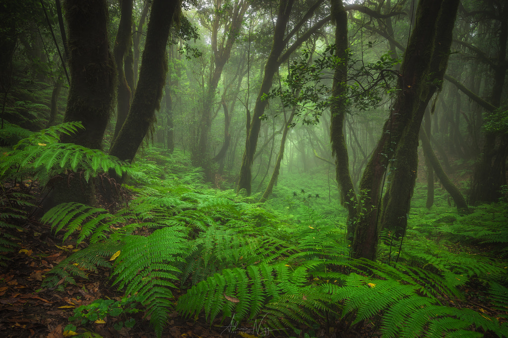 Mystical Forest, Spain by Adrian Nigg / 500px