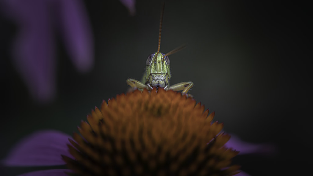 Grasshopper by MICHAEL SARGENT on 500px.com