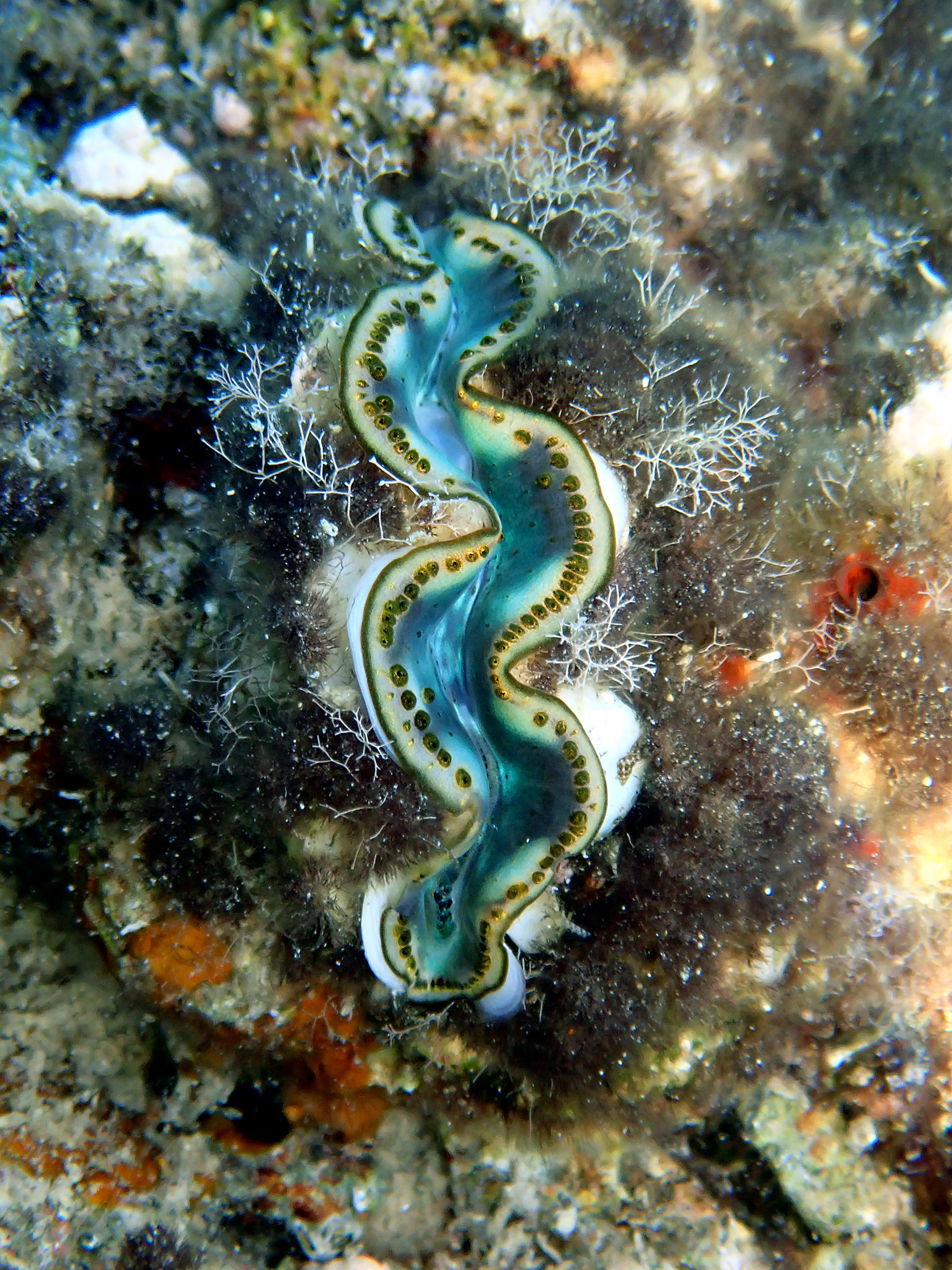 Underwater photography into the Red Sea of Tridacna Maxima Clam