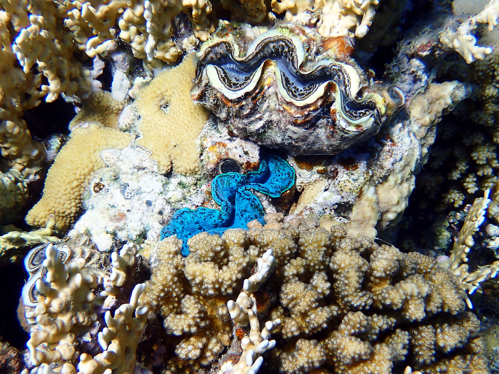 Underwater photography into the Red Sea of Tridacna Maxima Clam