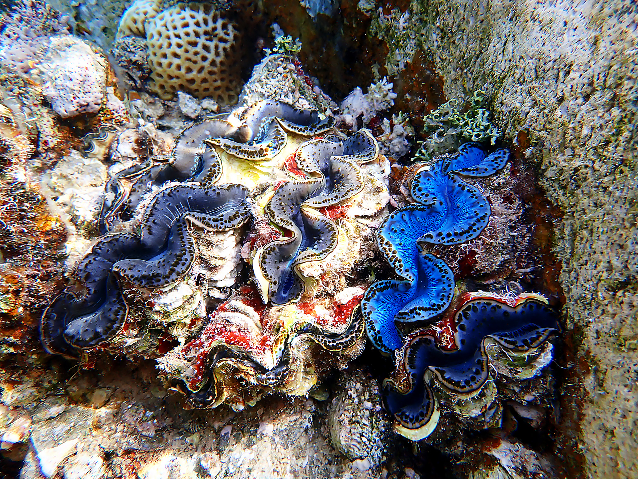 Underwater photography into the Red Sea of Tridacna Maxima Clam