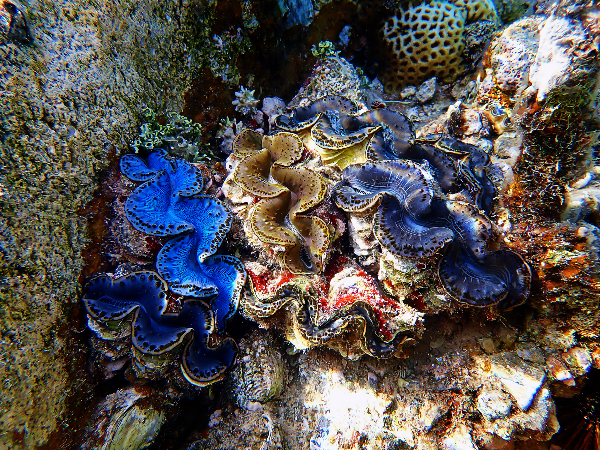 Underwater photography into the Red Sea of Tridacna Maxima Clam