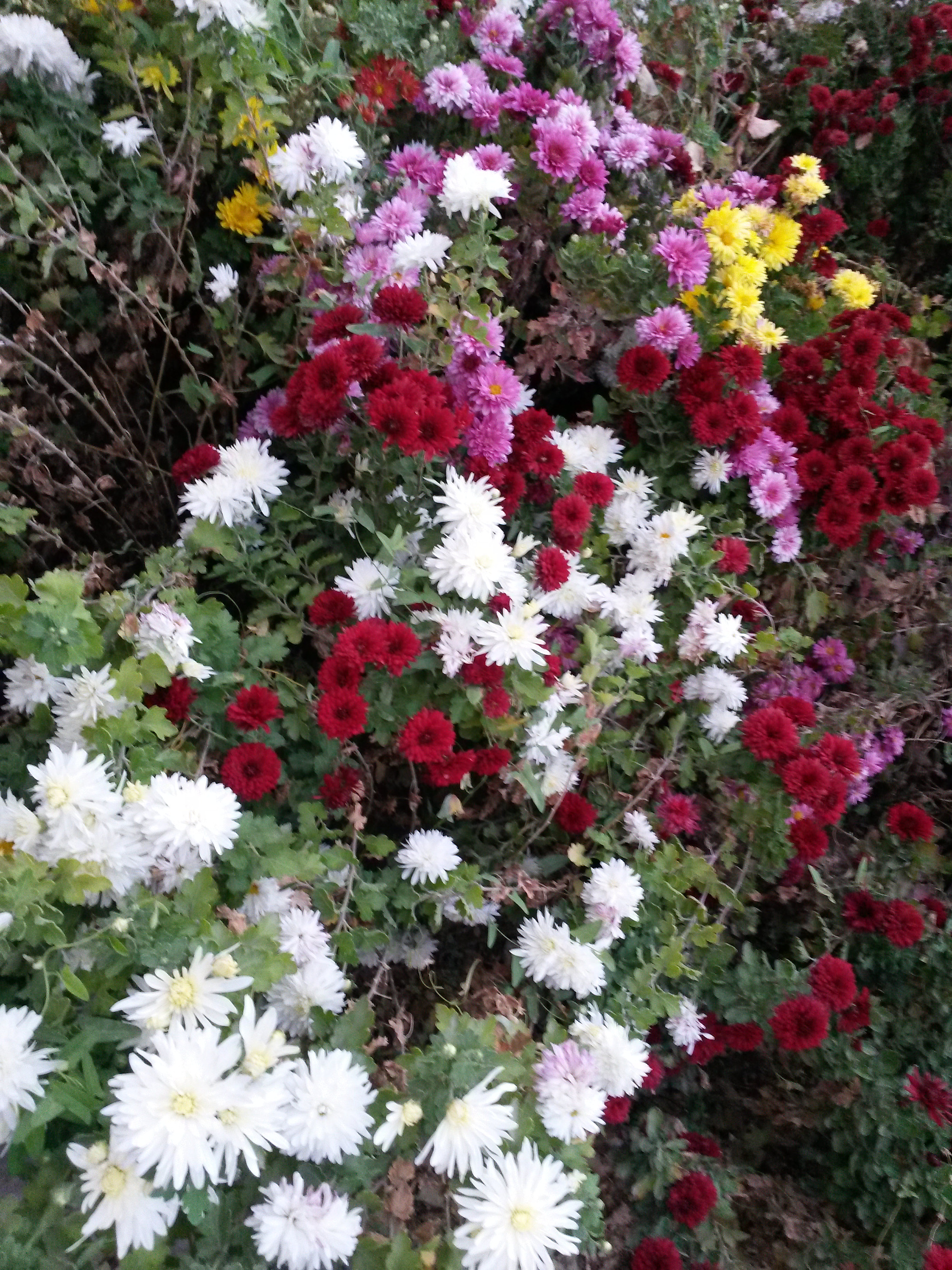 White and Red and Pink Flowers