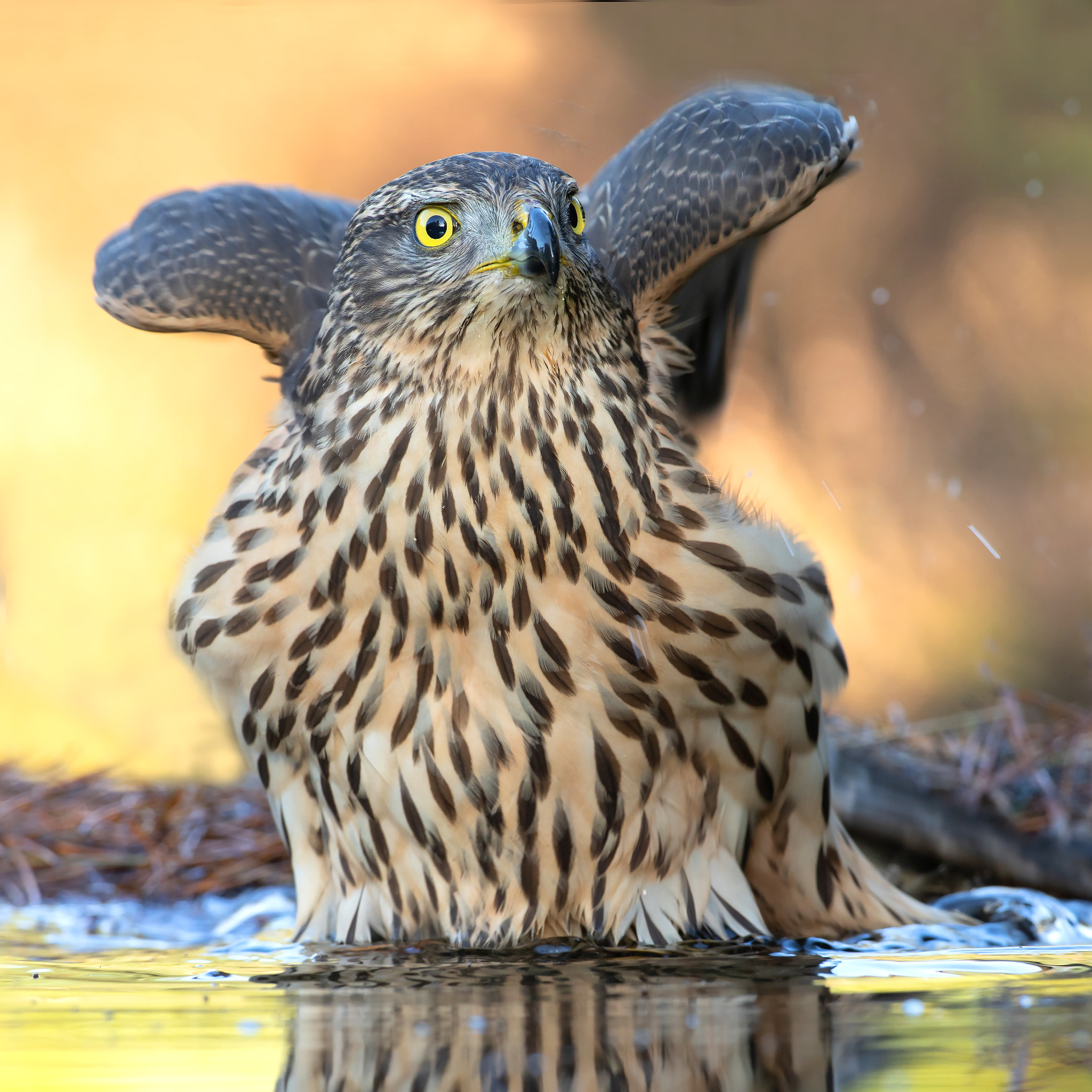 Bathing Northern Goshawk