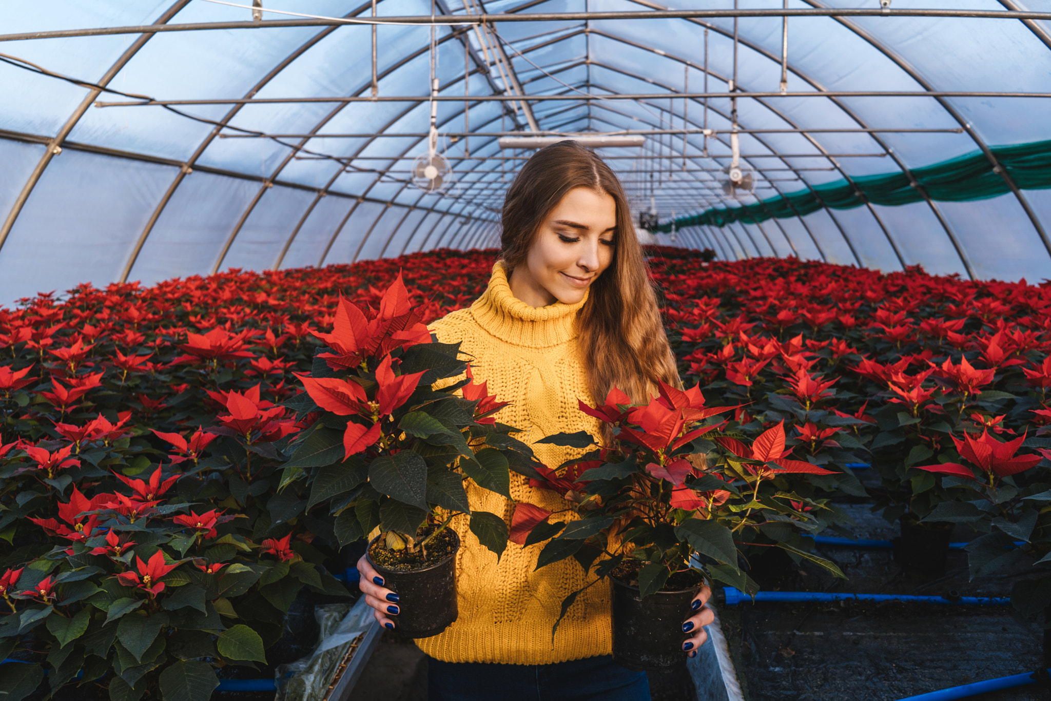 Woman in greenhouse hold poinsettia in pots.