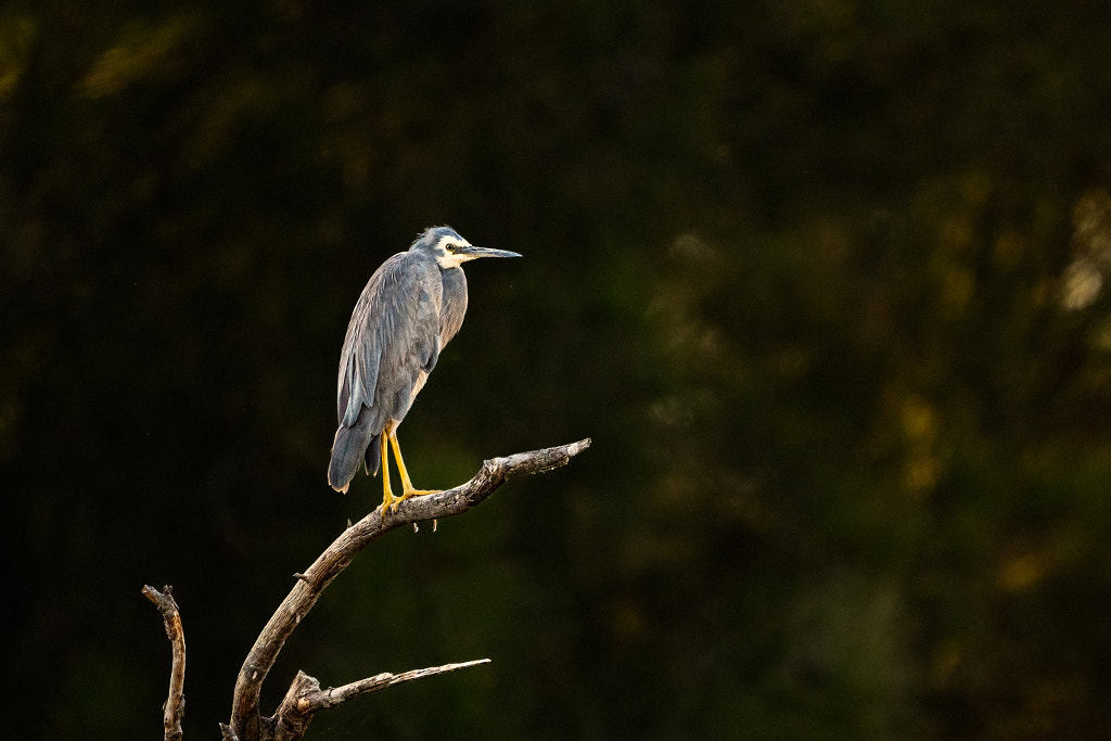Wayan by Paul Amyes on 500px.com