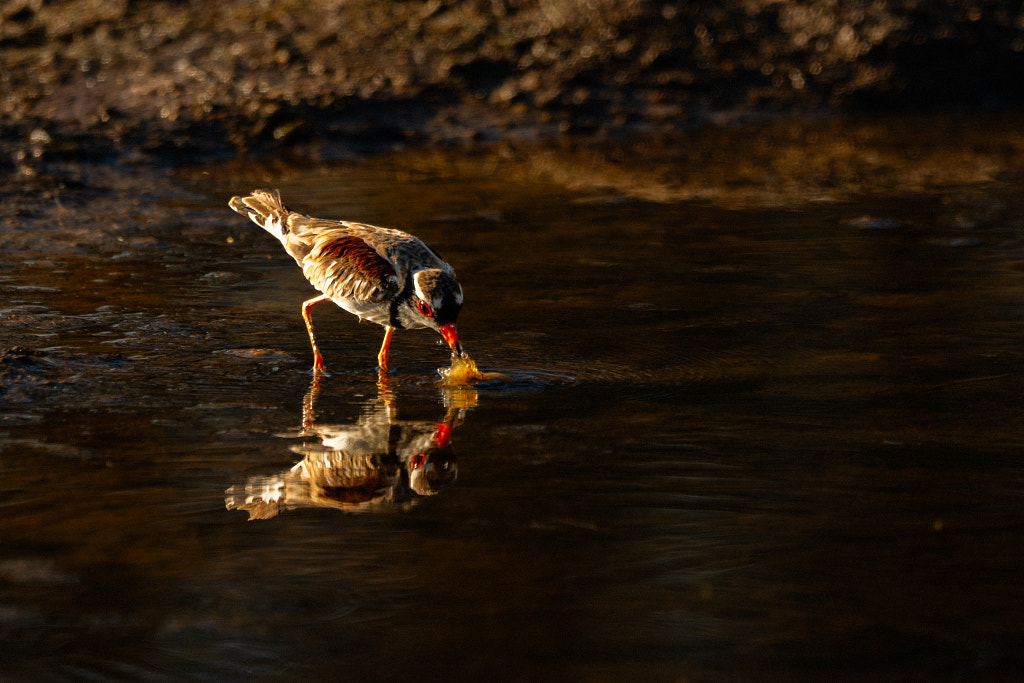 Nidoolyorong by Paul Amyes on 500px.com