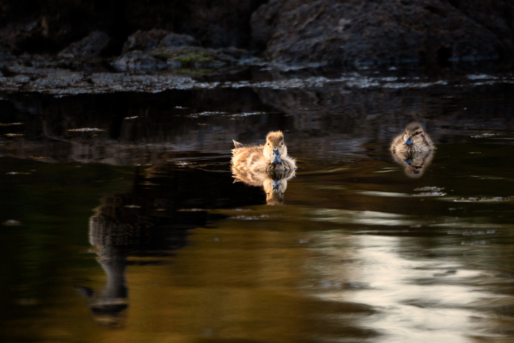 Someone To Watch Over Me by Paul Amyes on 500px.com