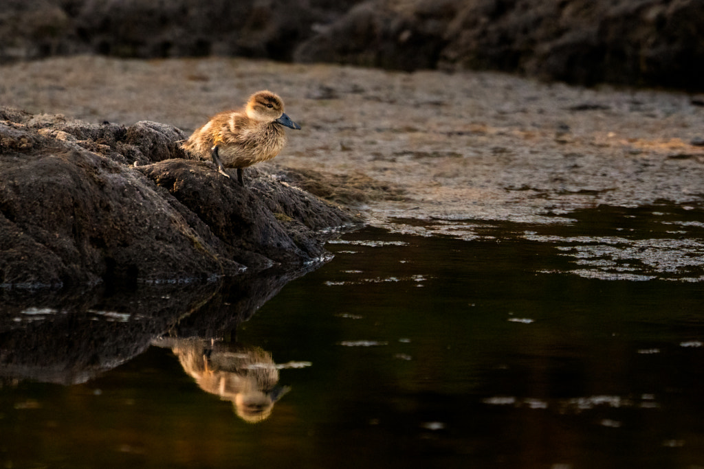 Ngowonan by Paul Amyes on 500px.com