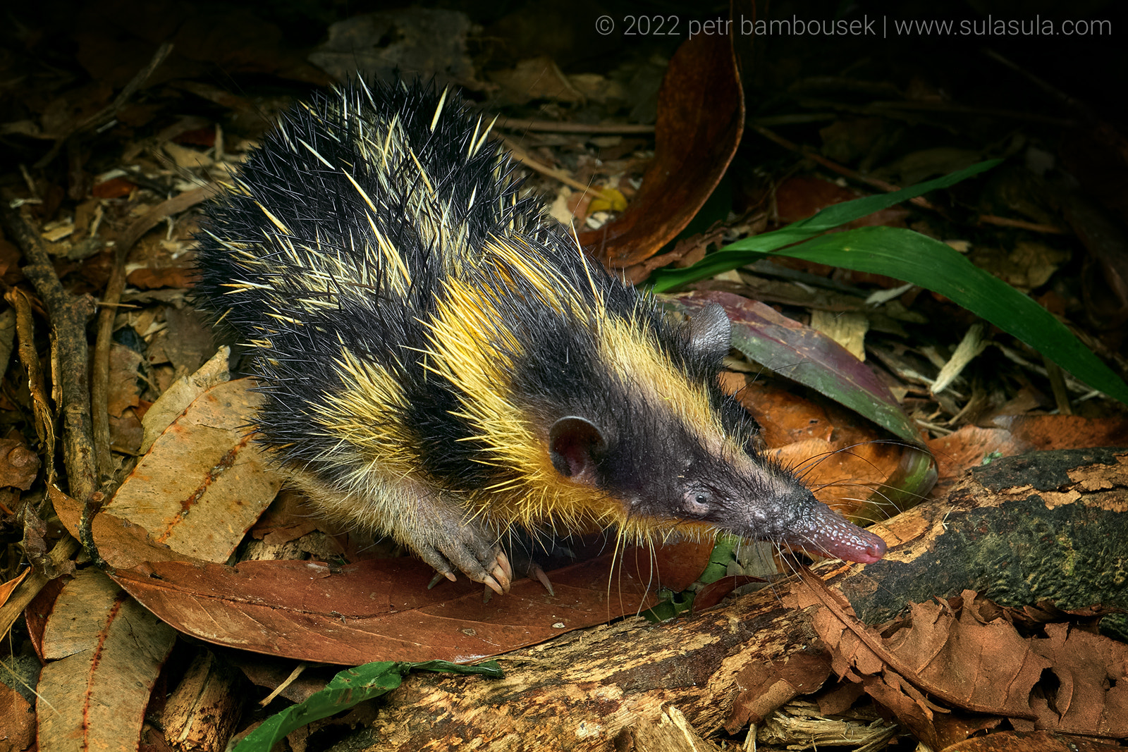 Lowland Streaked Tenrec by Petr Bambousek / 500px
