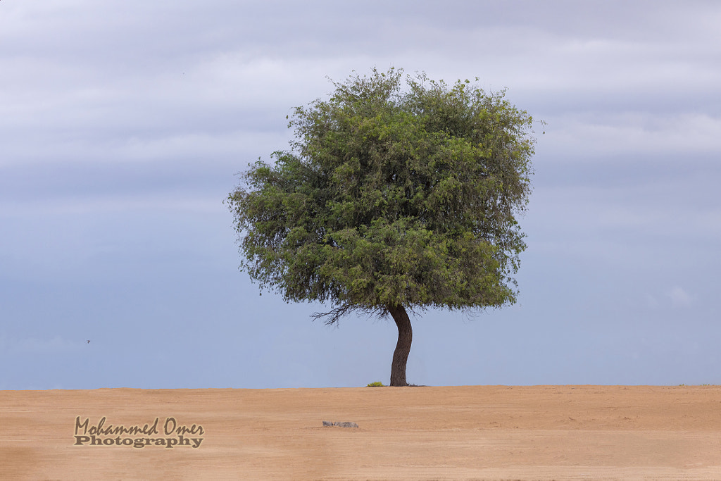 Tree of UAE by Mohammed Omer / 500px