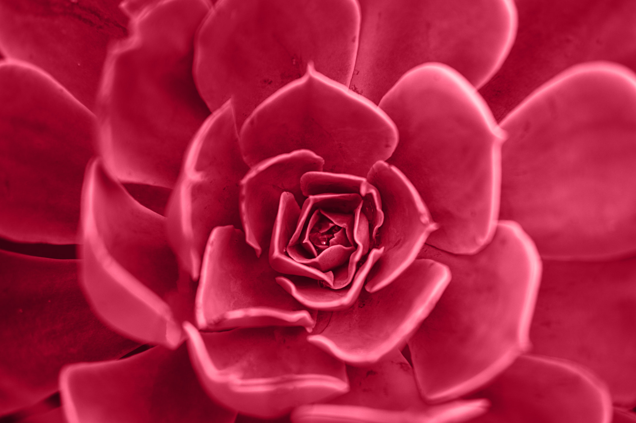 "Viva Garden"