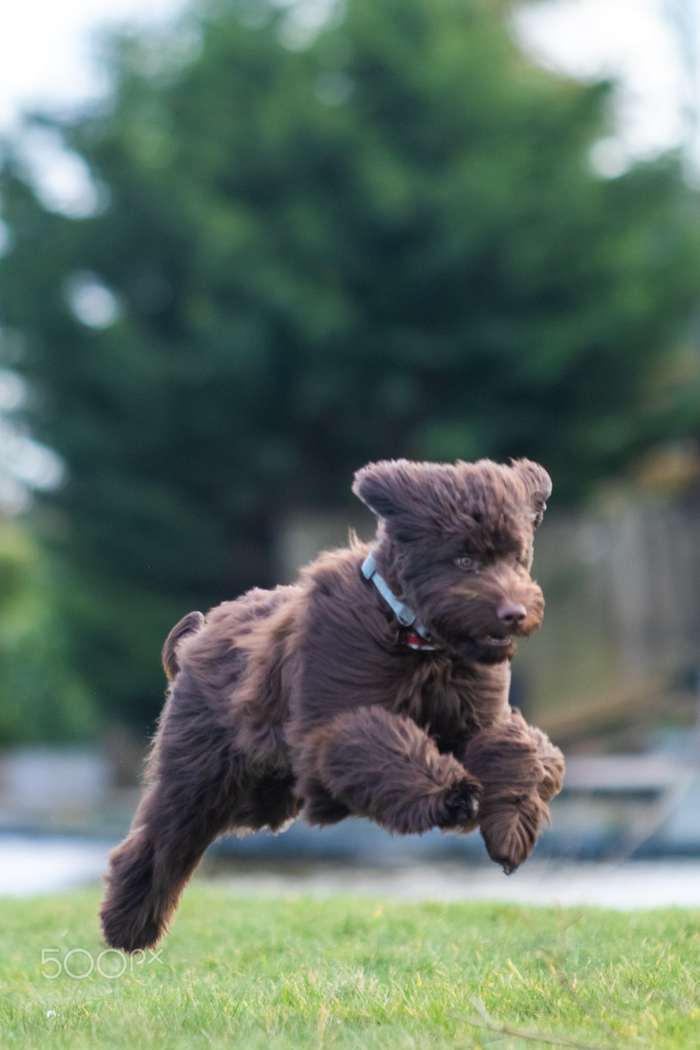 Brown labradoodle pup playing with a tennisbal.