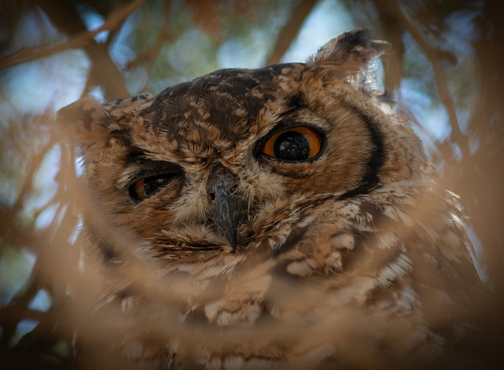 Eagle Owl sitting on an tree branch, Sossusvlei. by Andreas Saladin / 500px