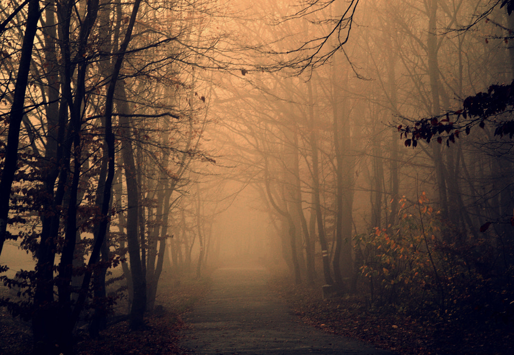 misty walk by Mirjana / 500px