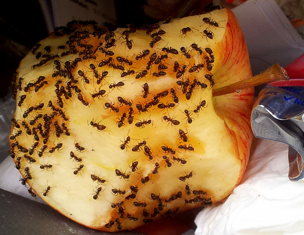 Apple & Ants by Ralf Thees / 500px
