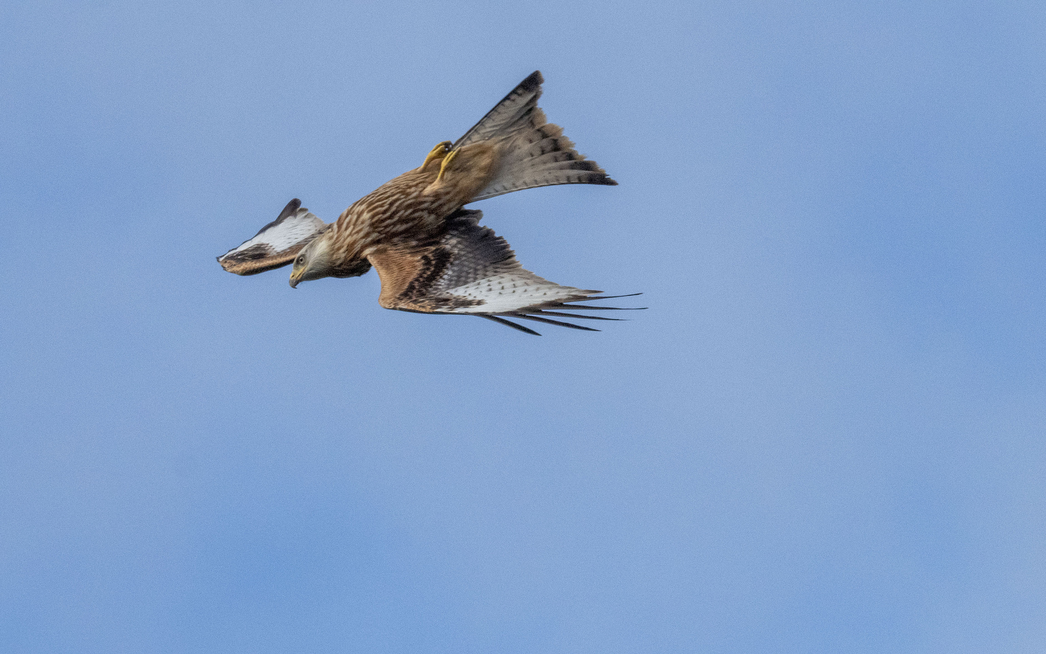 Kite diving