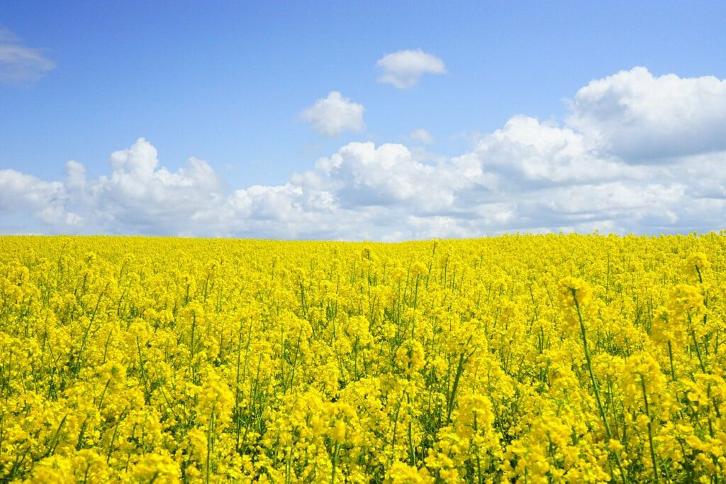 field-of-rapeseeds-474558_1280-1024x682