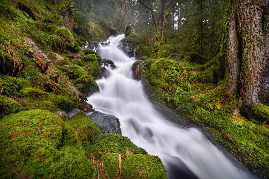 Mossy river by Robert Didierjean / 500px