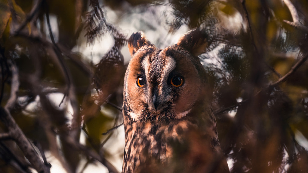 Suspicious Owl by Fab. / 500px
