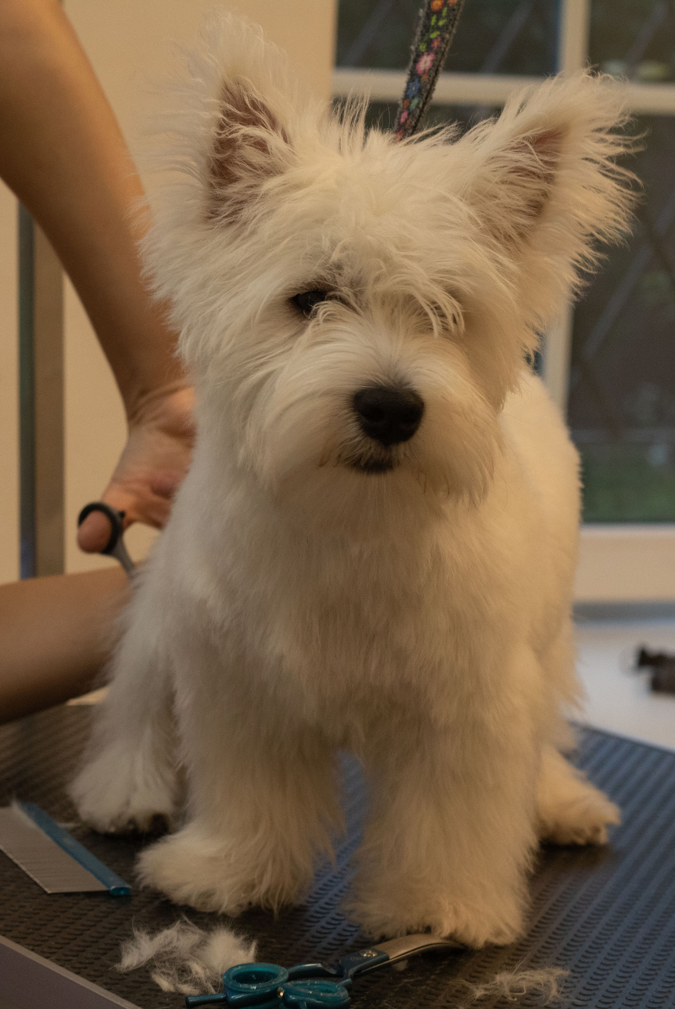 photo shearing a dog with scissors